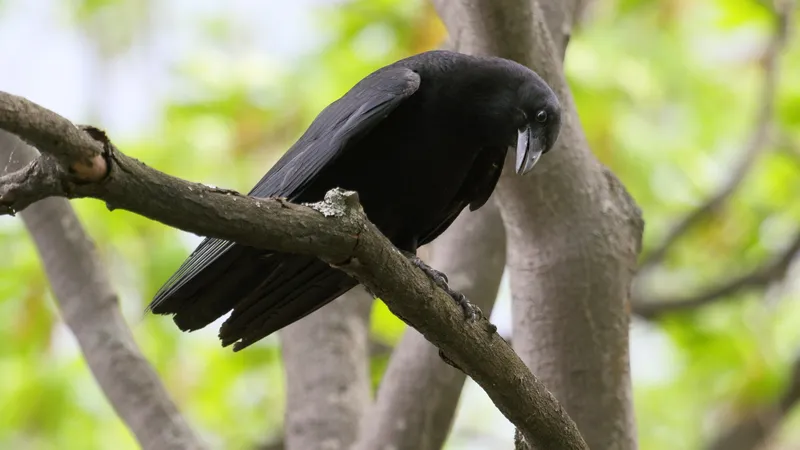 American Crow (Corvus brachyrhynchos)