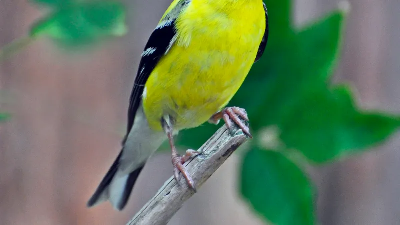 American Goldfinch (Spinus tristis)