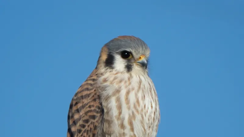American Kestrel (Falco sparverius)