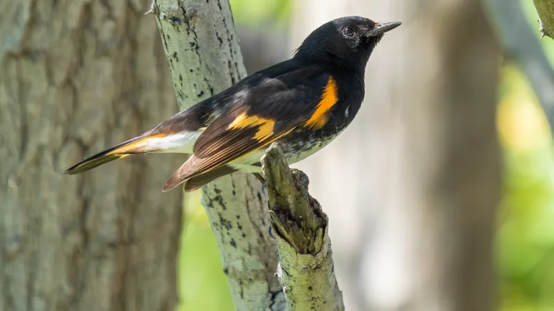 American Redstart (Setophaga ruticilla)