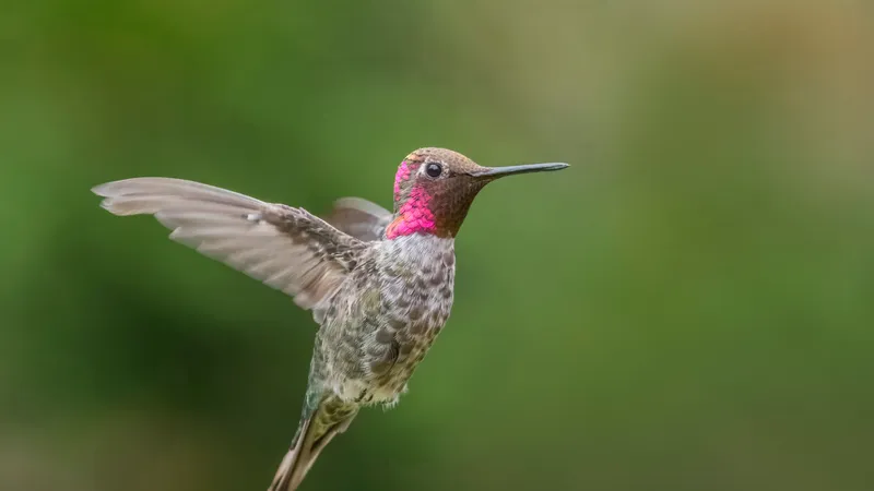 Anna’s Hummingbird (Calypte anna)