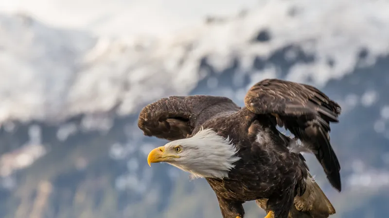 Bald Eagle (Haliaeetus leucocephalus)