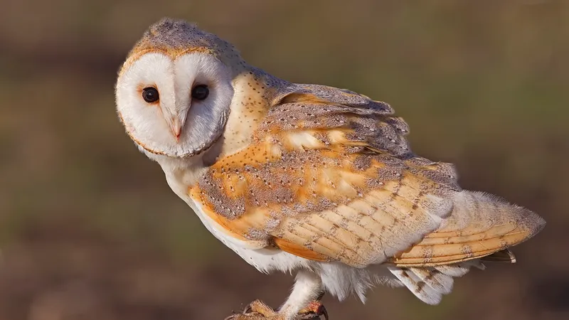 Barn Owl (Tyto alba)
