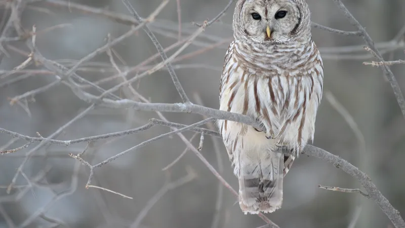 Barred Owl (Strix varia)