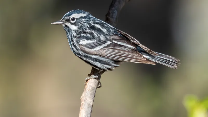 Black-and-white Warbler (Mniotilta varia)