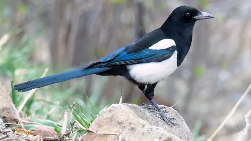 Black-billed Magpie (Pica hudsonia)