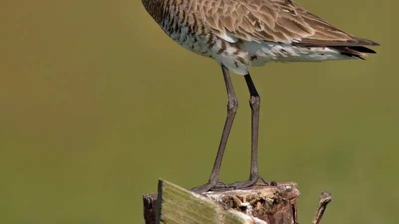 Black-tailed Godwit (Limosa limosa)