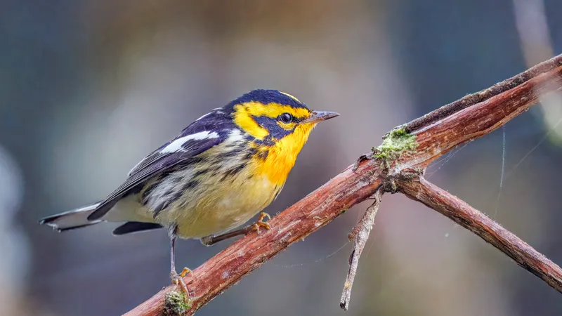 Blackburnian Warbler (Setophaga fusca)