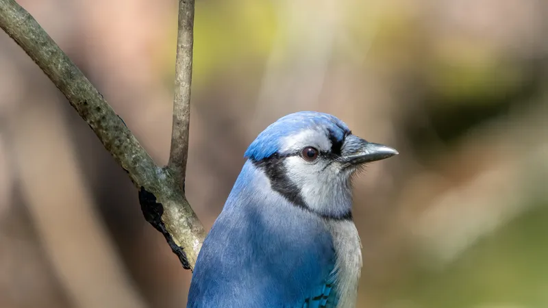 Blue Jay (Cyanocitta cristata)