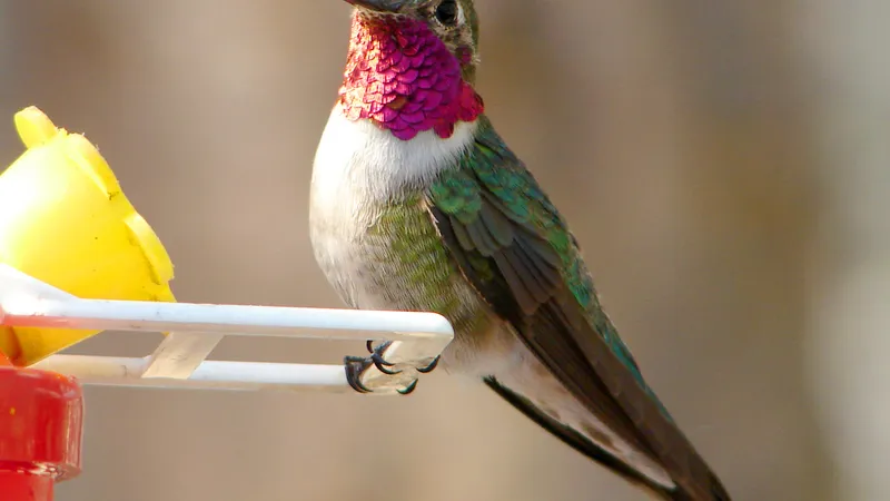 Broad-tailed Hummingbird (Selasphorus platycercus)