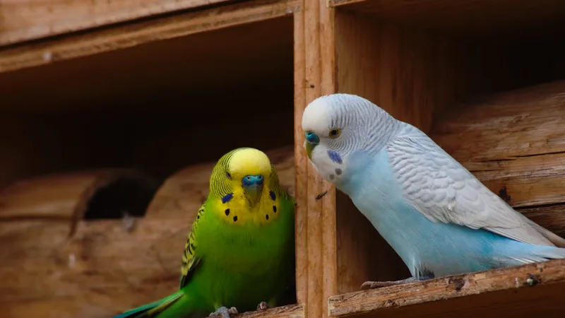 Budgerigar (Melopsittacus undulatus)