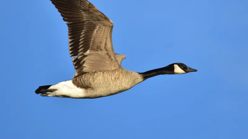 Canada Goose (Branta canadensis)