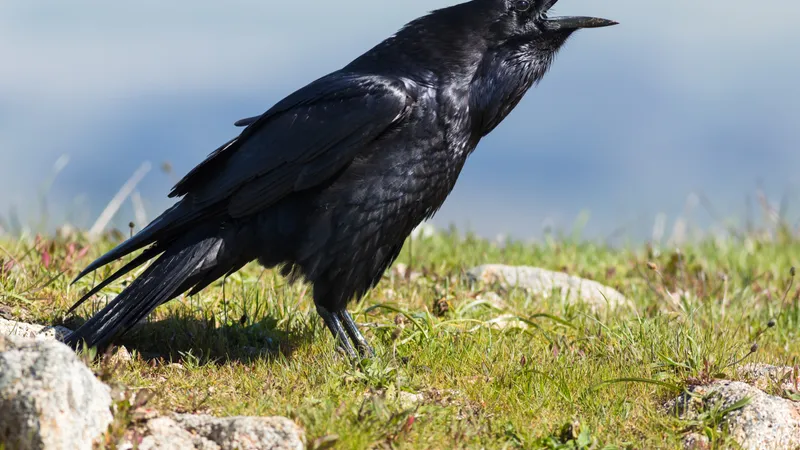 Common Raven (Corvus corax)