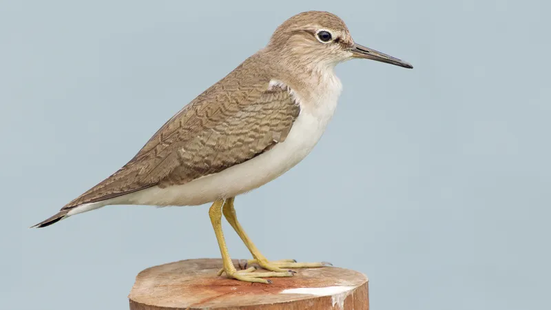 Common Sandpiper (Actitis hypoleucos)