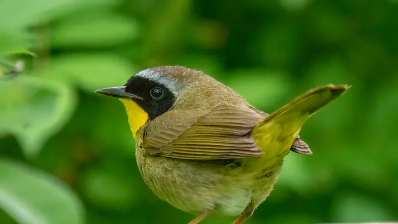 Common Yellowthroat (Geothlypis trichas)