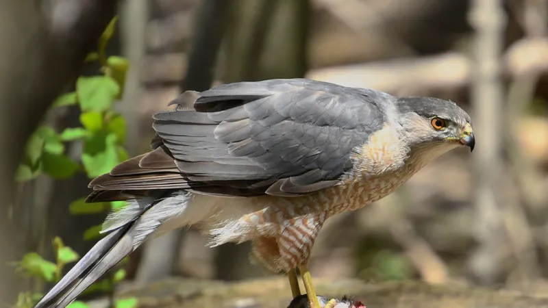 Cooper’s Hawk (Astur cooperii)