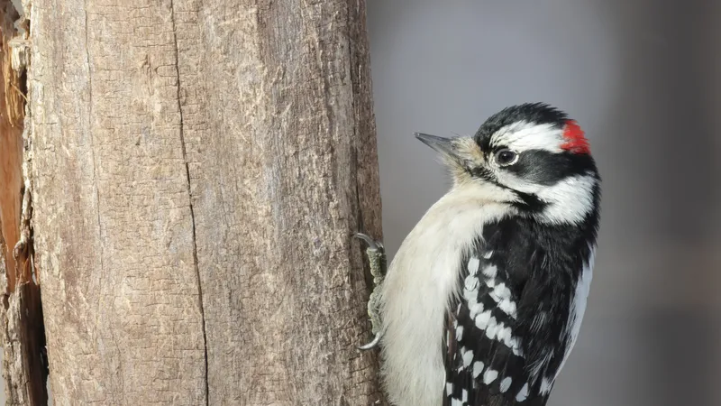 Downy Woodpecker (Dryobates pubescens)