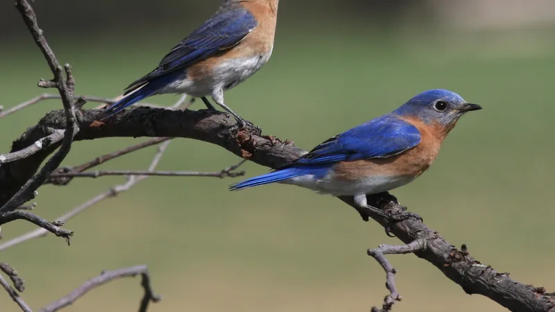 Eastern Bluebird (Sialia sialis)