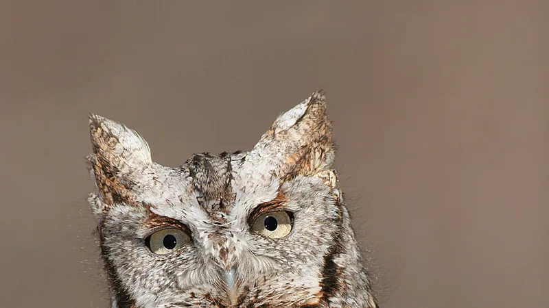 Eastern Screech-Owl (Megascops asio)