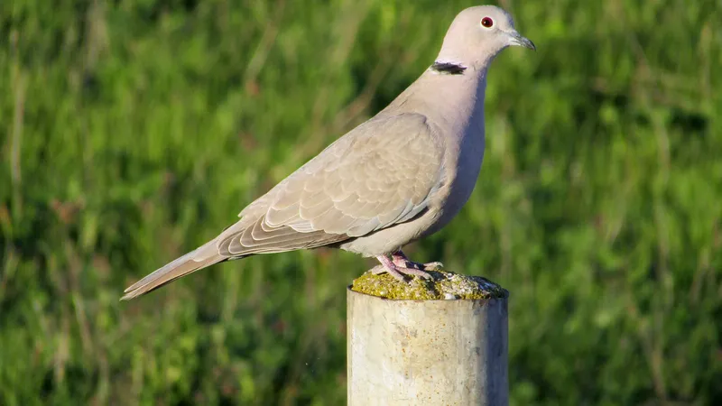 Eurasian Collared-Dove (Streptopelia decaocto)