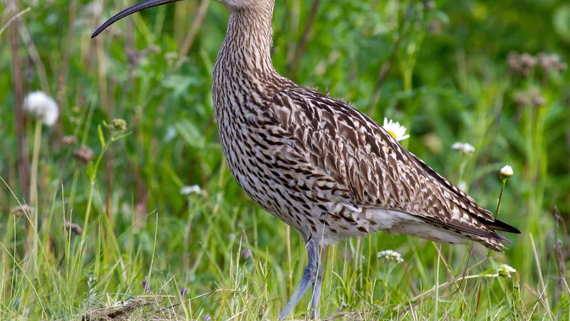Eurasian Curlew (Numenius arquata)