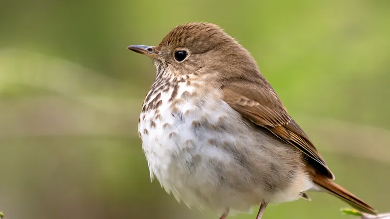 Hermit Thrush (Catharus guttatus)