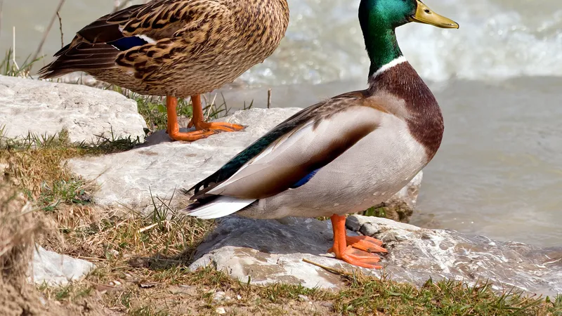 Mallard (Anas platyrhynchos)