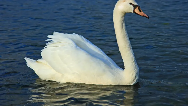 Mute Swan (Cygnus olor)