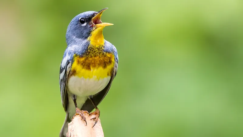 Northern Parula (Setophaga americana)