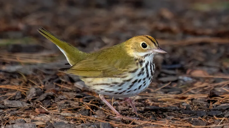 Ovenbird (Seiurus aurocapilla)