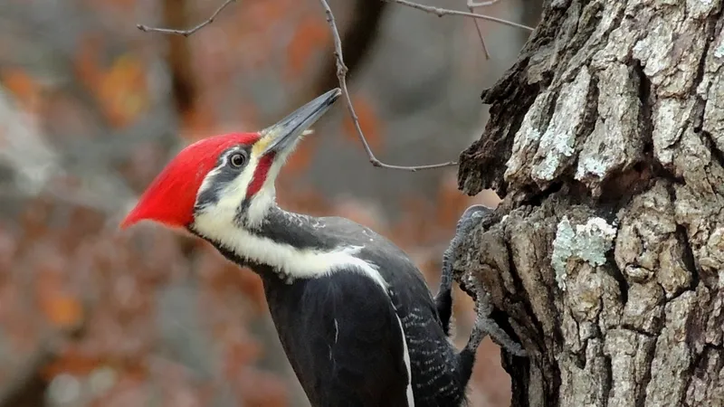 Pileated Woodpecker (Dryocopus pileatus)