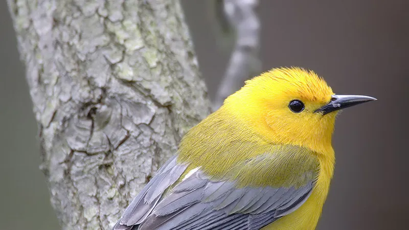 Prothonotary Warbler (Protonotaria citrea)