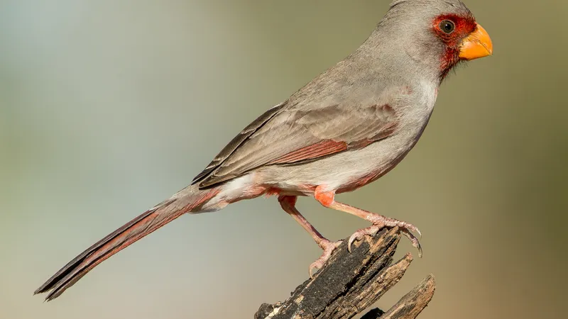 Pyrrhuloxia (Cardinalis sinuatus)