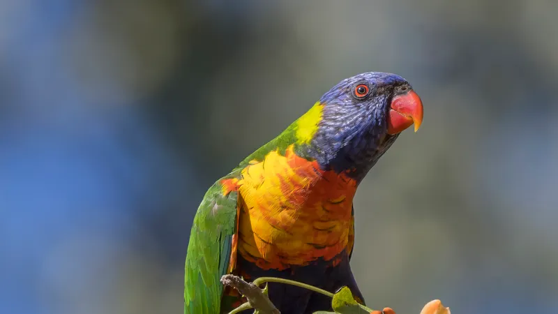 Rainbow Lorikeet (Trichoglossus moluccanus)
