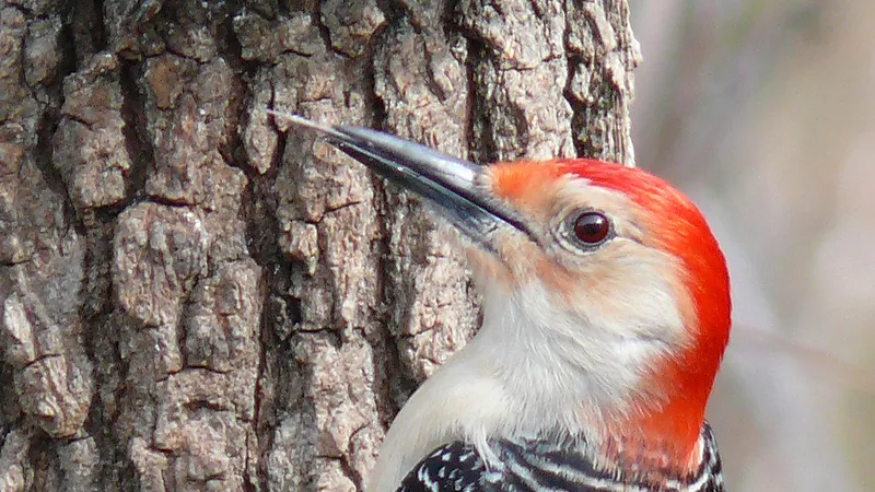 Red-bellied Woodpecker (Melanerpes carolinus)
