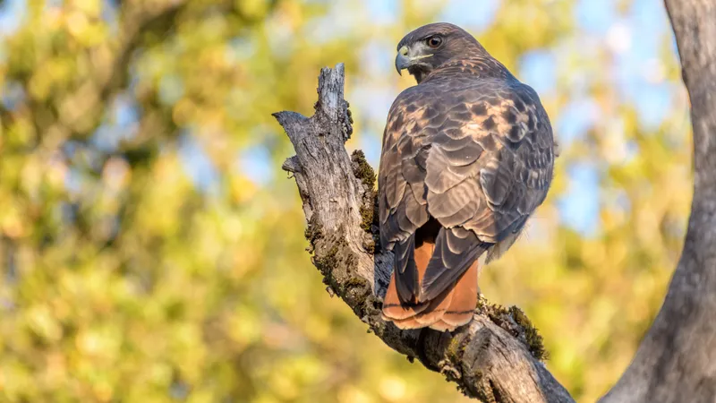 Red-tailed Hawk (Buteo jamaicensis)