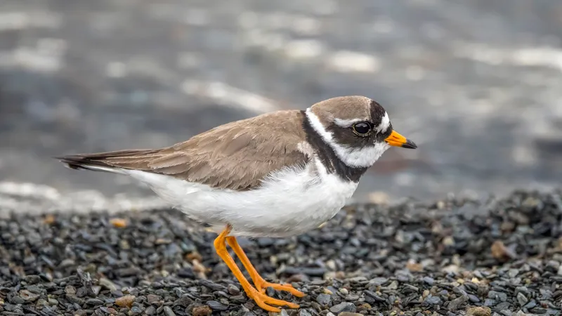 Ringed Plover (Charadrius hiaticula)