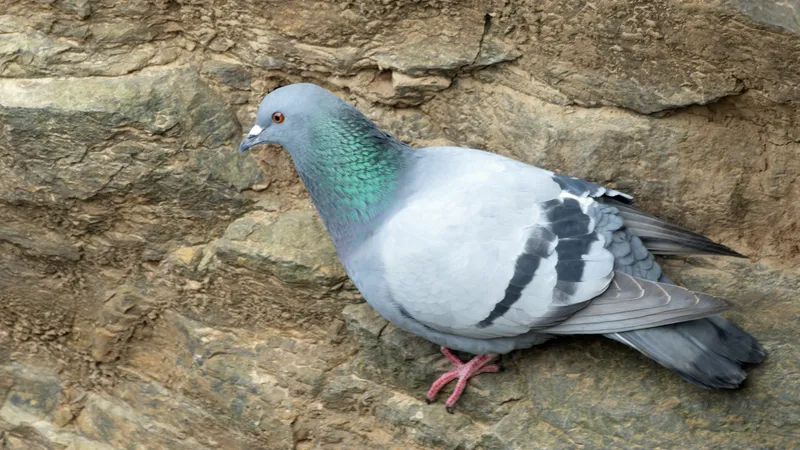 Rock Pigeon (Columba livia)