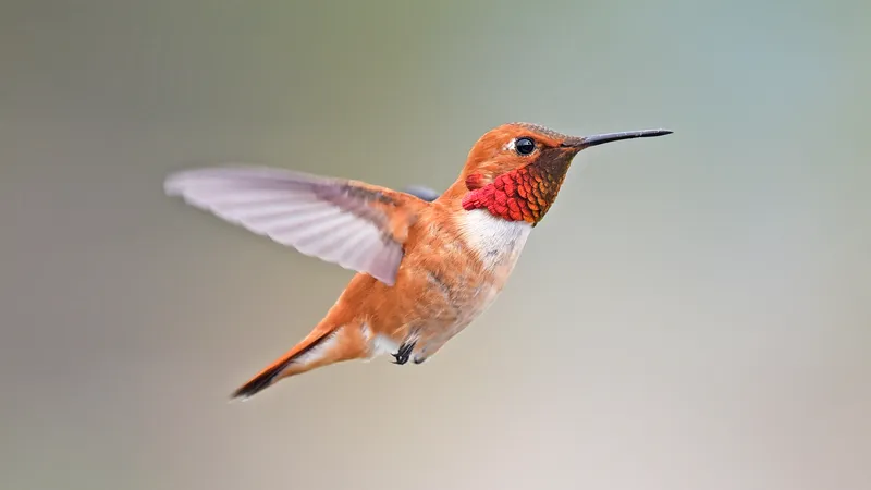 Rufous Hummingbird (Selasphorus rufus)