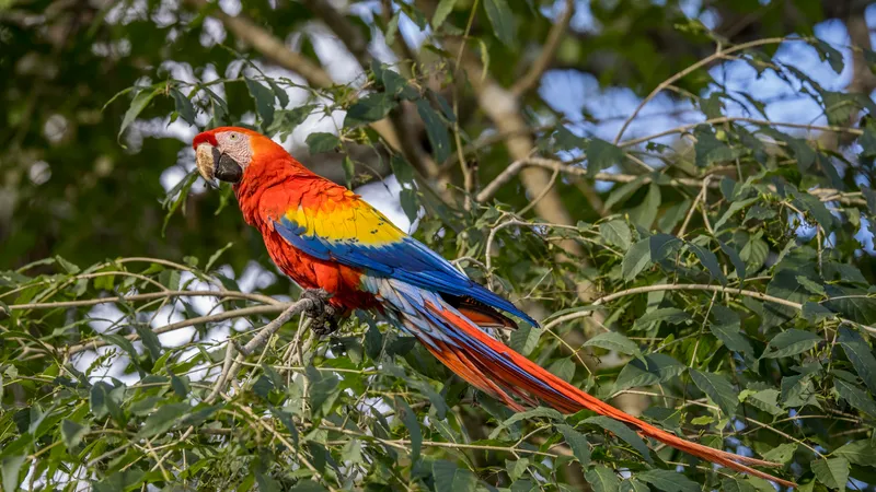 Scarlet Macaw (Ara macao)