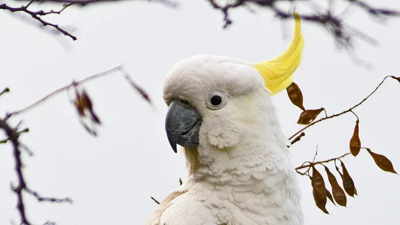 Sulphur-crested Cockatoo (Cacatua galerita)
