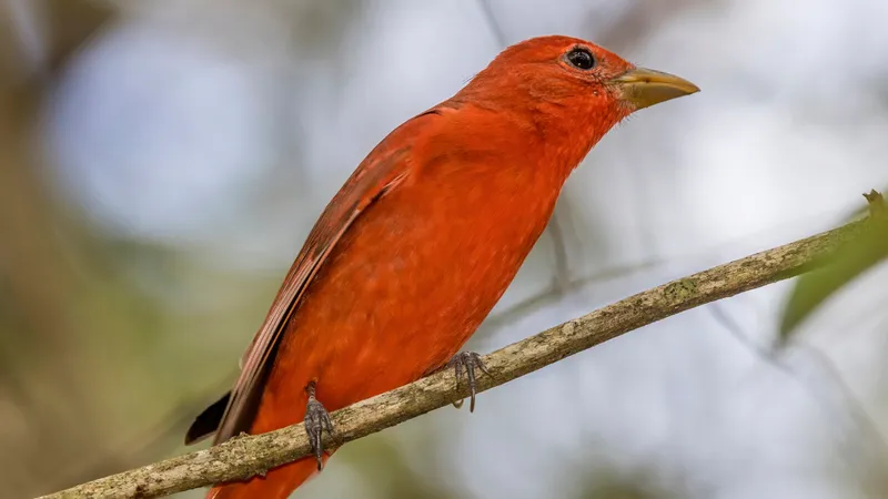 Summer Tanager (Piranga rubra)