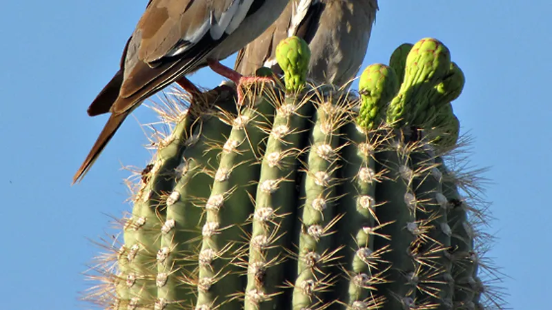 White-winged Dove (Zenaida asiatica)