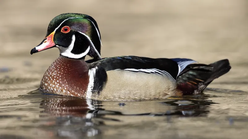 Wood Duck (Aix sponsa)