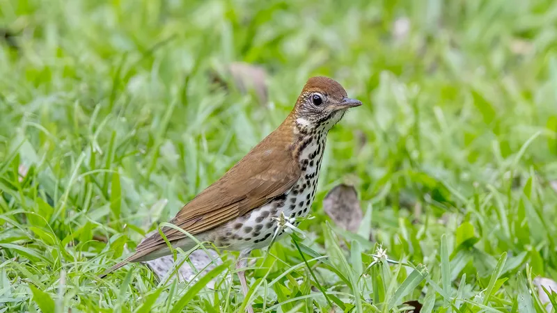 Wood Thrush (Hylocichla mustelina)