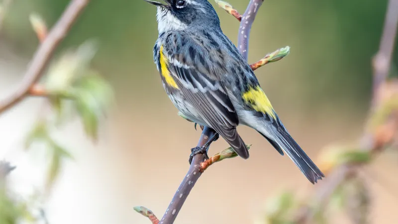 Yellow-rumped Warbler (Setophaga coronata)