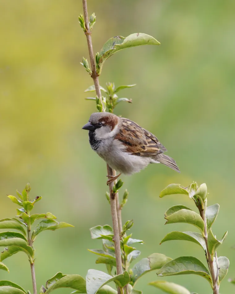 A male House Sparrow gripping a vertical branch, its toes wrapped around the bark