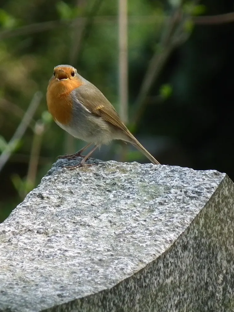 A European Robin singing with its beak wide open