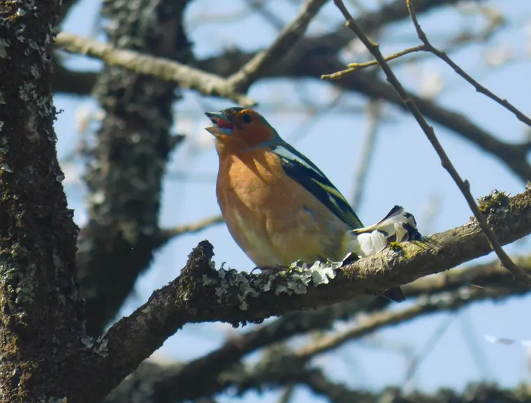 A Common Chaffinch perched with its beak open mid-song