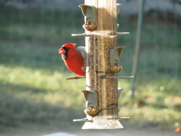 A Northern Cardinal feeding at a backyard bird feeder